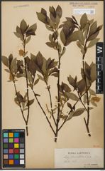 Foto von Salix phylicifolia L.